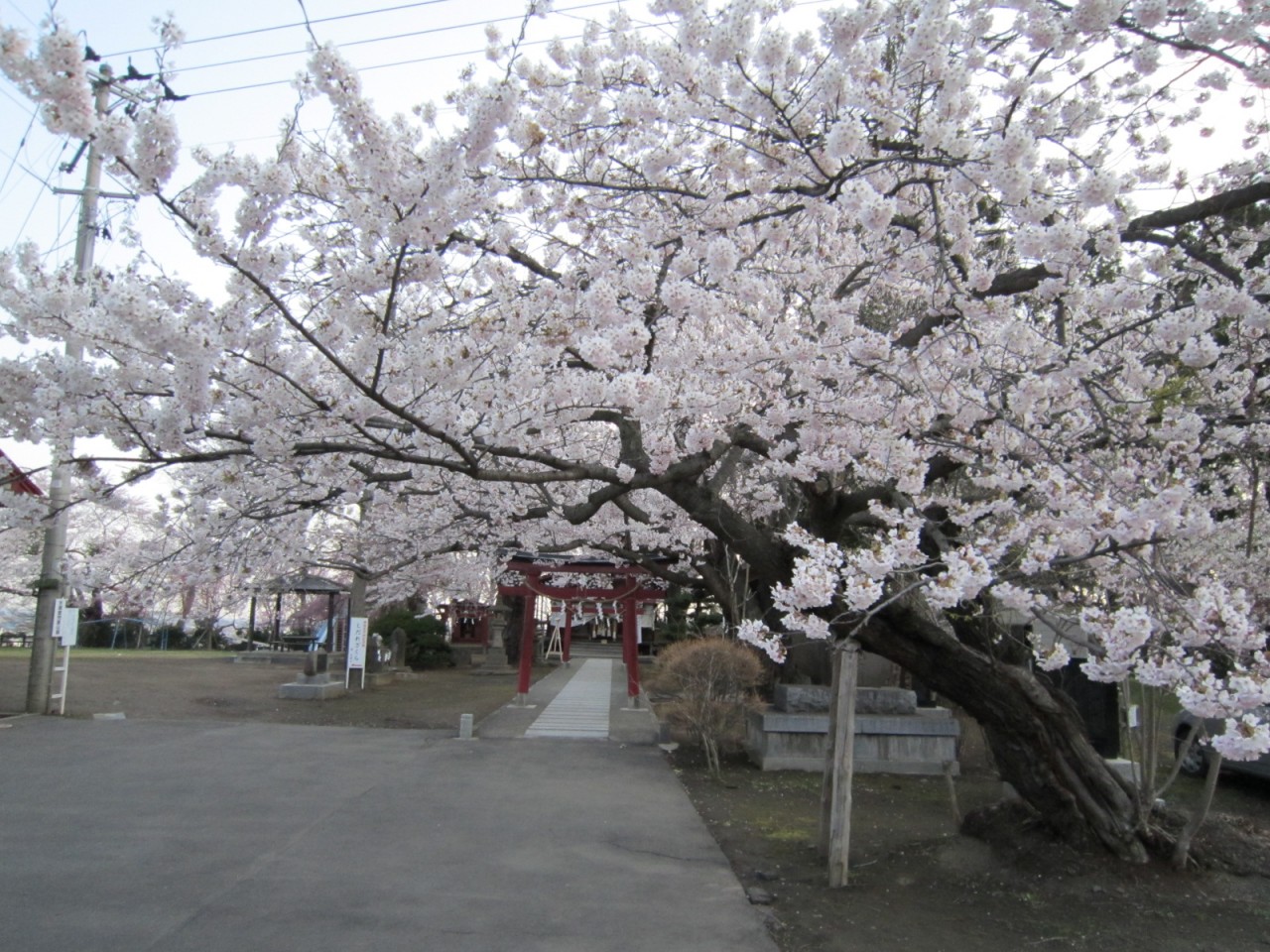 天満宮の桜