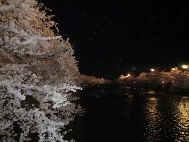 春陽橋からの夜桜