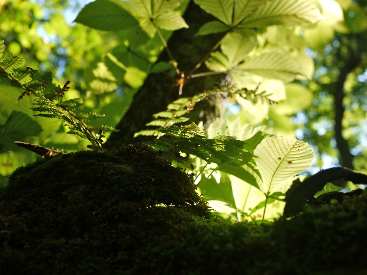 青森 風景 夏 上北 十和田市 赤沼 蔦の森 ギャップ 木漏れ日