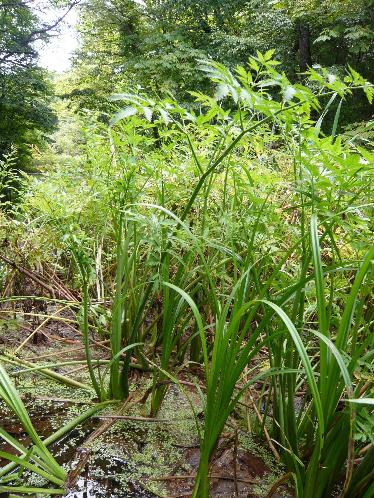 青森 風景 夏 上北 十和田市 蔦の森