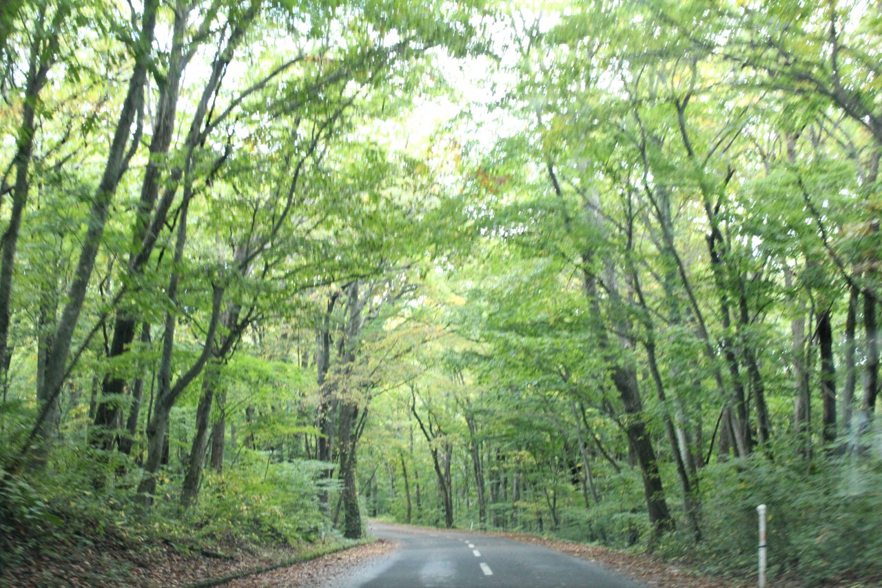 青森 風景 秋 上北 十和田市 蔦温泉 橅の木 トンネル