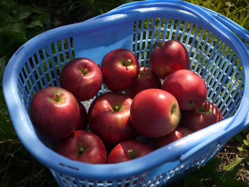 青森 リンゴ 林檎 りんご かご 籠 赤