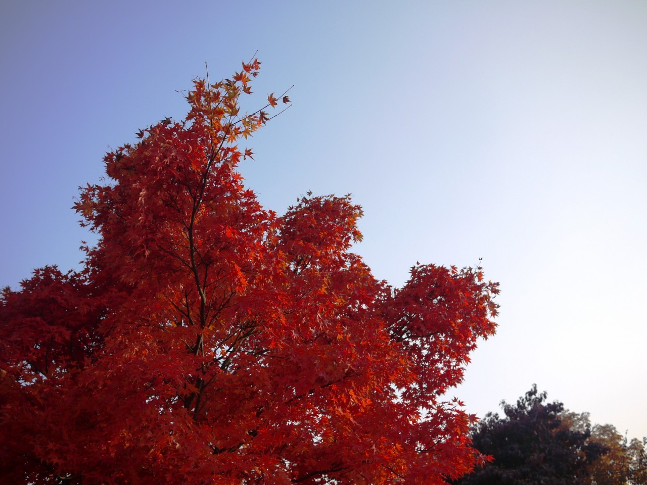 青森 風景 秋 津軽 弘前市 弘前城 紅葉