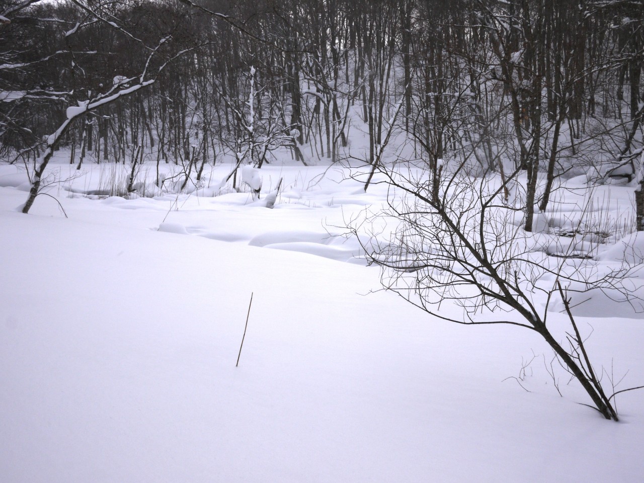 青森 上北 十和田市 風景 冬 雪 森林 雪原