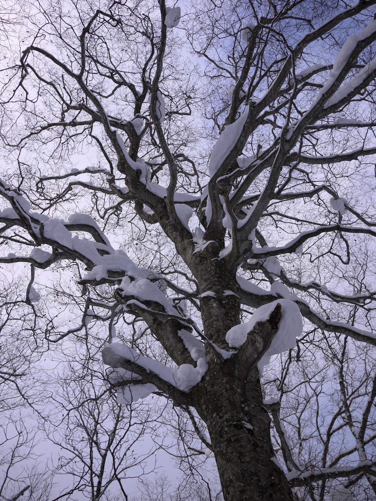 青森 上北 十和田市 風景 冬 雪 木 樹