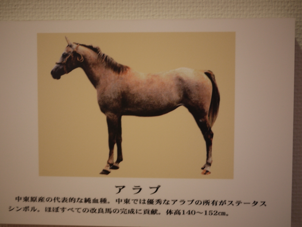 馬の種類２