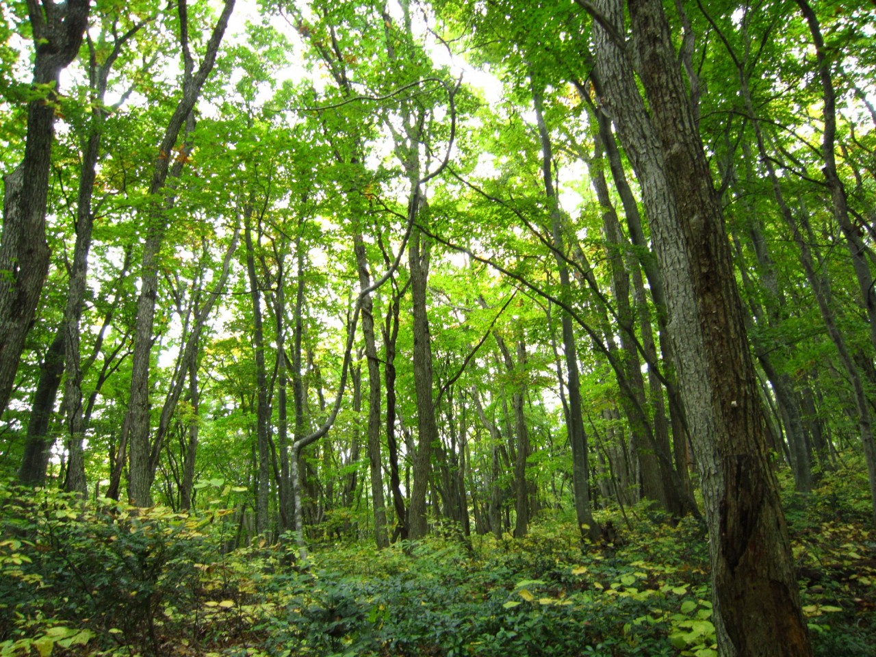 青森 五所川原市 津軽 風景 森 春 昼 木々 林