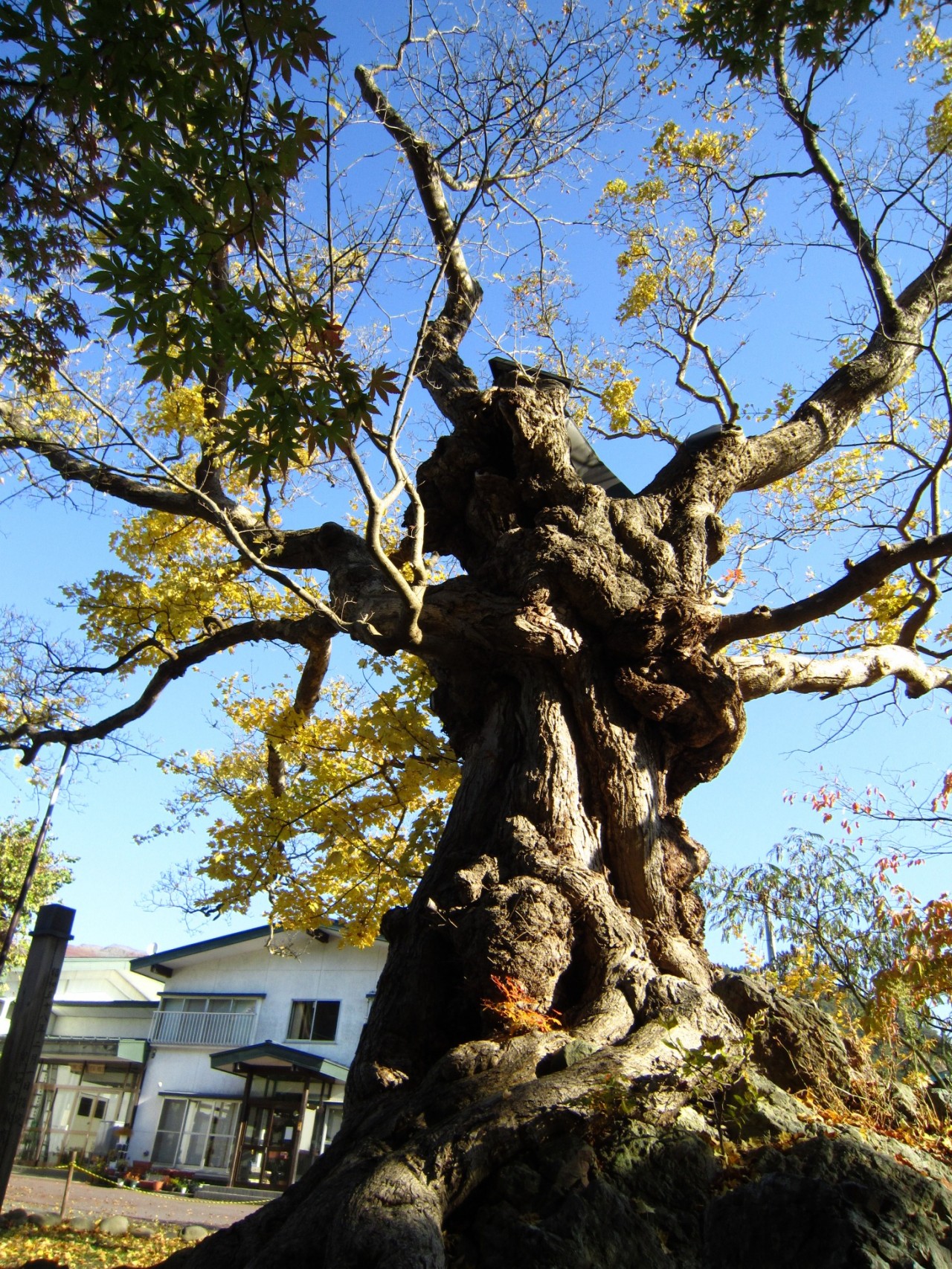 青森 津軽 黒石市 風景 巨木 春 昼 石割楓 巨木 樹齢