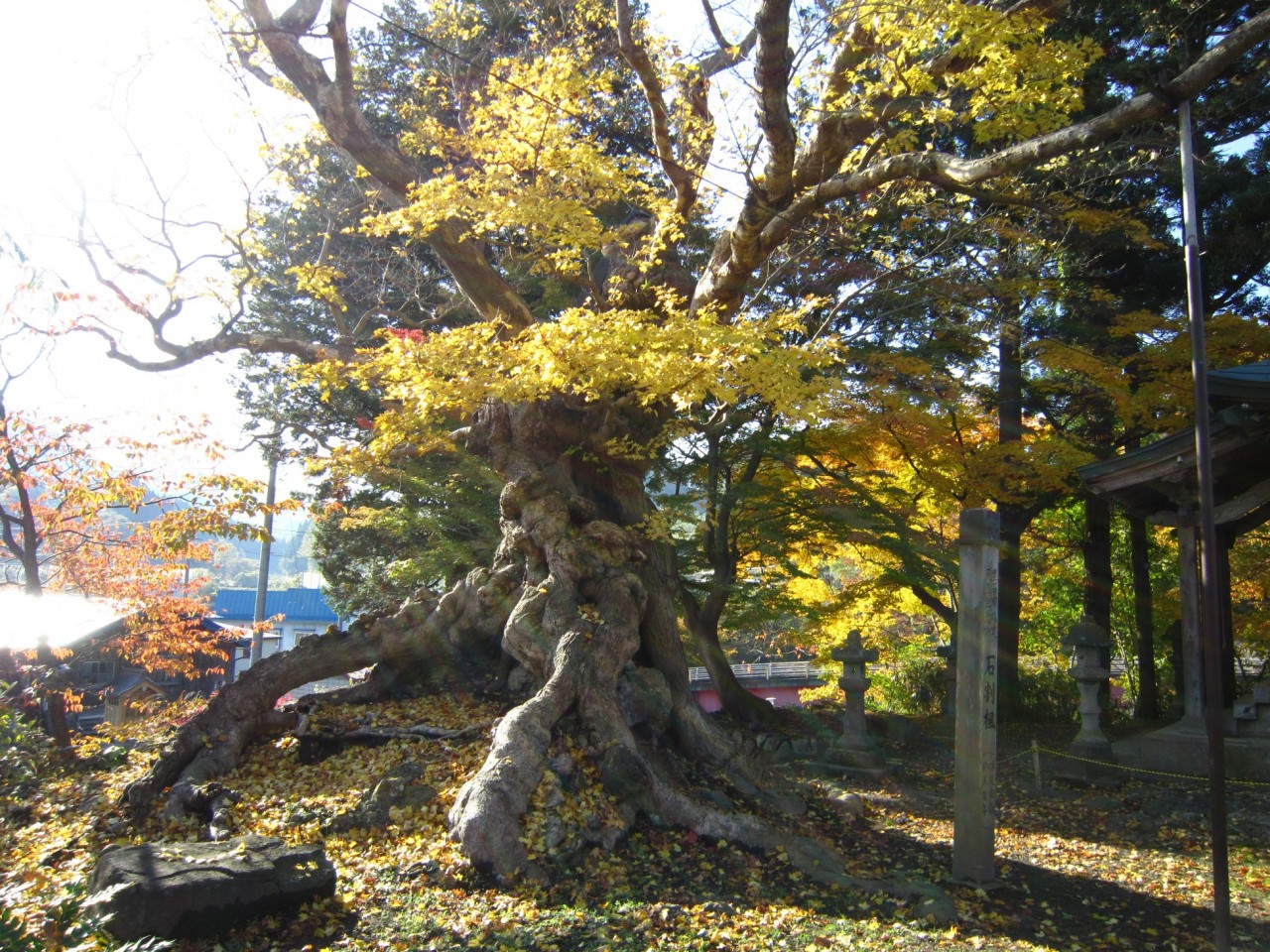 青森 津軽 黒石市 風景 巨木 春 昼 石割楓 巨木 樹齢
