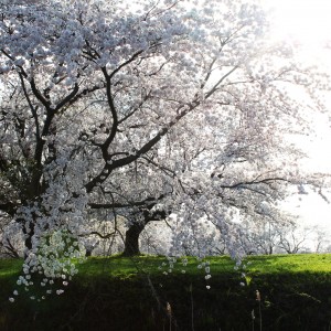 ワイルドすぎる浪岡城跡の桜