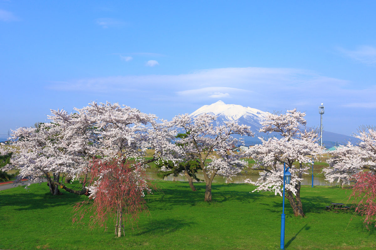津軽富士を眺めながら桜を愛でる 岩木川河川公園 青森の魅力