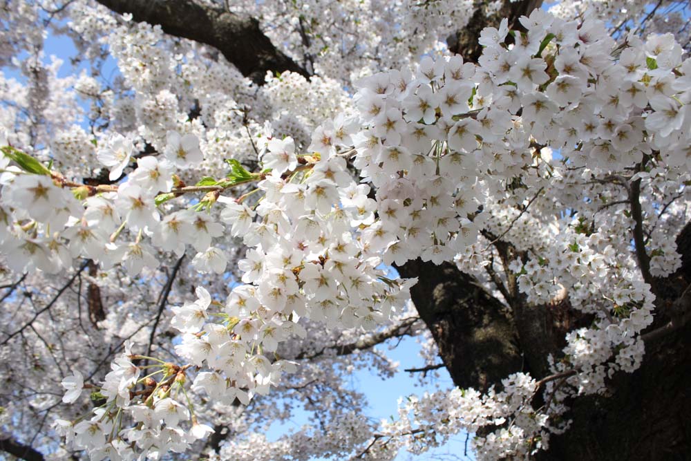 咲き誇る津軽の春