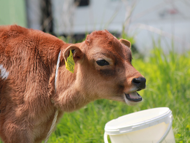 写真：ジャージー牛の子牛