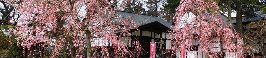 武徳殿休憩所前のしだれ桜も、キレイに咲いています。