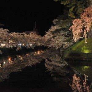 水面の夜桜