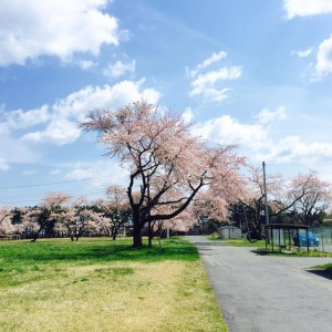 団地の桜