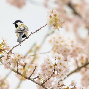 鳥も愛でる桜