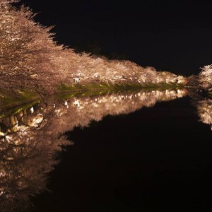 鏡夜桜