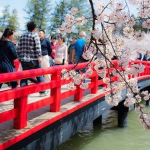 春陽橋と桜