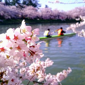 カヌーと桜