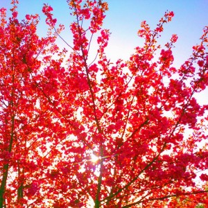 逆光の八重桜