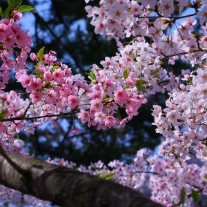 二色桜